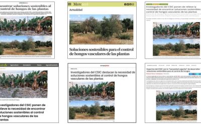 Seguimiento Noticia: Investigadores del CSIC ponen de relieve la necesidad de encontrar soluciones sostenibles al control de hongos vasculares de las plantas