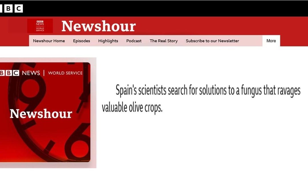 Spain’s scientists search for solutions to a fungus that ravages valuable olive crops – Blanca Landa