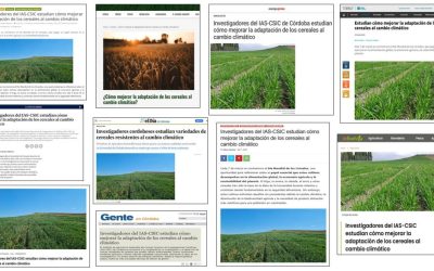 Seguimiento Noticia: Investigadores del IAS-CSIC estudian cómo mejorar la adaptación de los cereales al cambio climático
