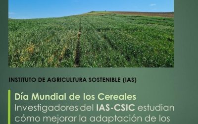 Investigadores del IAS-CSIC estudian cómo mejorar la adaptación de los cereales al cambio climático