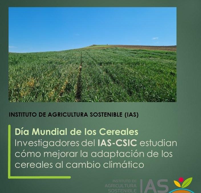 Investigadores del IAS-CSIC estudian cómo mejorar la adaptación de los cereales al cambio climático