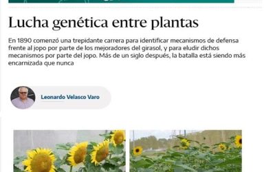 Lucha genética entre plantas: girasol vs. jopo – Leonardo Velasco