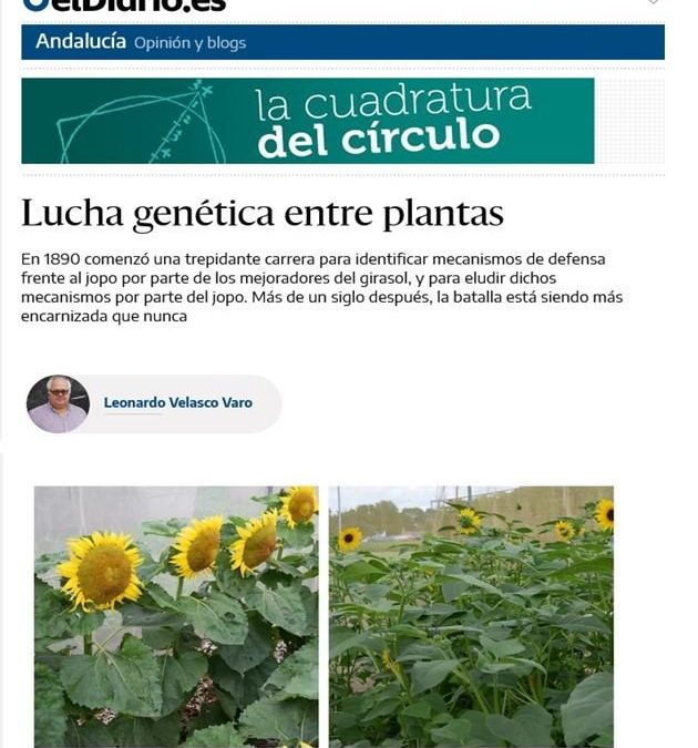 Lucha genética entre plantas: girasol vs. jopo – Leonardo Velasco