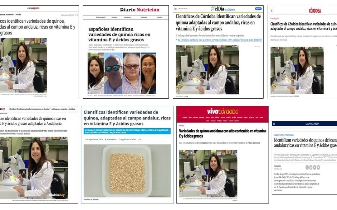Seguimiento Noticia:  Identifican variedades de quinoa adaptadas al campo andaluz ricas en vitamina E y ácidos grasos
