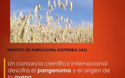 Un consorcio científico internacional descifra el pangenoma y el origen de la avena
