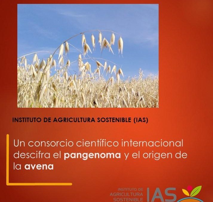 Un consorcio científico internacional descifra el pangenoma y el origen de la avena
