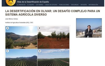 La desertificación en olivar: un desafío complejo para un sistema agrícola diverso – José Alfonso Gómez