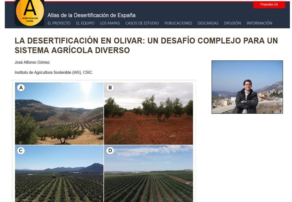 La desertificación en olivar: un desafío complejo para un sistema agrícola diverso – José Alfonso Gómez