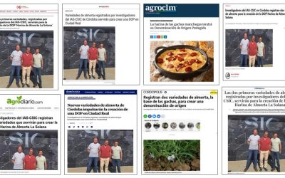 Seguimiento Noticia: Las dos primeras variedades de almorta, registradas por investigadores del IAS-CSIC, servirán para la creación de la DOP Harina de Almorta La Solana