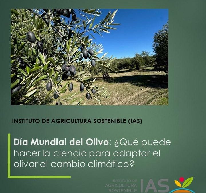 Día Mundial del Olivo: ¿Qué puede hacer la ciencia para adaptar el olivar al cambio climático?