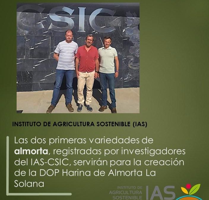 Las dos primeras variedades de almorta, registradas por investigadores del IAS-CSIC, servirán para la creación de la DOP Harina de Almorta La Solana