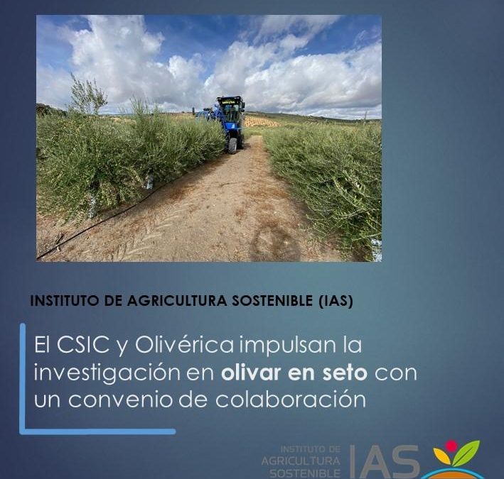 El CSIC y Olivérica impulsan la investigación en olivar en seto con un convenio de colaboración