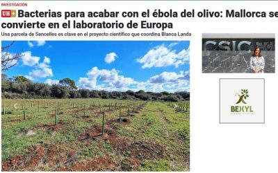 Bacterias para acabar con el ébola del olivo: Mallorca se convierte en el laboratorio de Europa – Blanca Landa