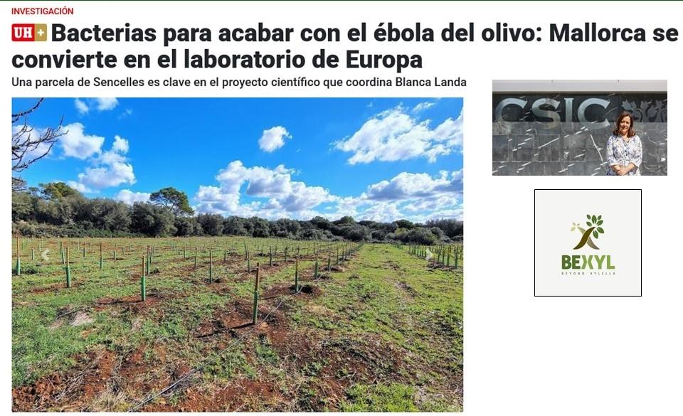 Bacterias para acabar con el ébola del olivo: Mallorca se convierte en el laboratorio de Europa – Blanca Landa
