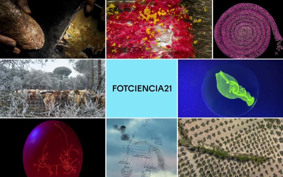 FOTCIENCIA21 presenta las fotografías científicas y tecnológicas más impactantes del año 2025 – Modalidad Agricultura Sostenible