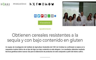Obtienen cereales resistentes a la sequía y con bajo contenido en gluten
