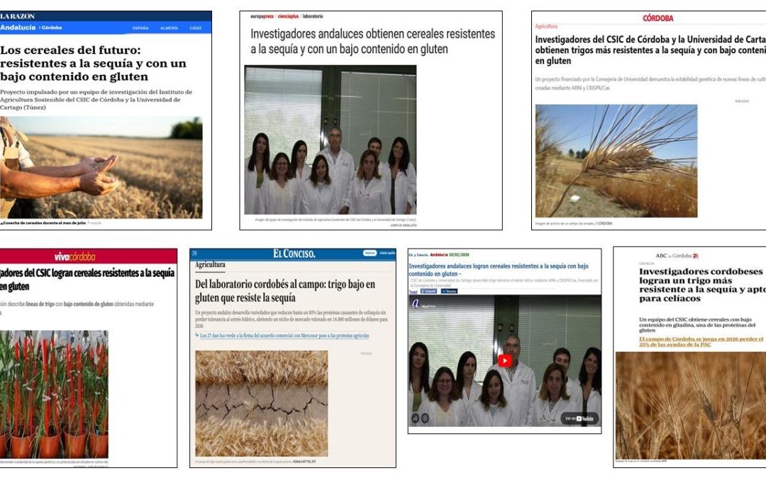 Seguimiento Noticia: Obtienen cereales resistentes a la sequía y con bajo contenido en gluten