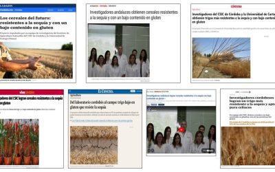 Seguimiento Noticia: Obtienen cereales resistentes a la sequía y con bajo contenido en gluten