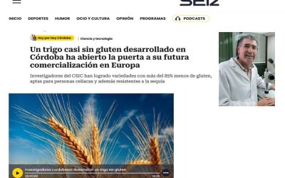 Un trigo casi sin gluten desarrollado en Córdoba ha abierto la puerta a su futura comercialización en Europa. Entrevista a Francisco Barro – Hoy por Hoy, Cadena SER