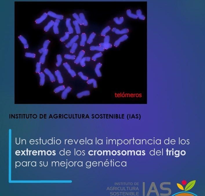 Un estudio revela la importancia de los extremos de los cromosomas del trigo para su mejora genética