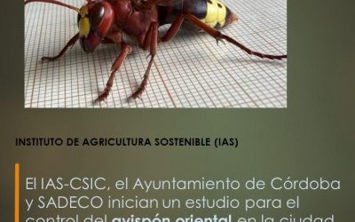 El IAS-CSIC, el Ayuntamiento de Córdoba y SADECO inician un estudio para el control del avispón oriental en la ciudad