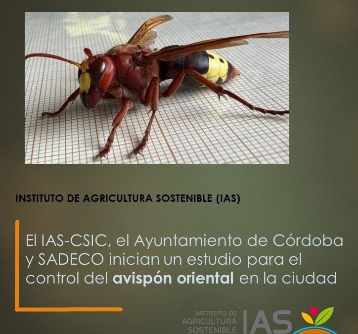 El IAS-CSIC, el Ayuntamiento de Córdoba y SADECO inician un estudio para el control del avispón oriental en la ciudad