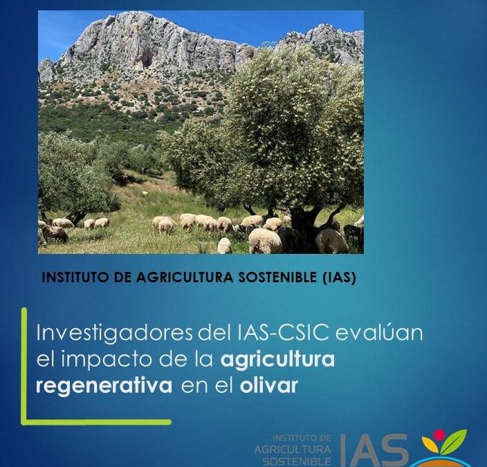Investigadores del IAS-CSIC evalúan el impacto de la agricultura regenerativa en el olivar