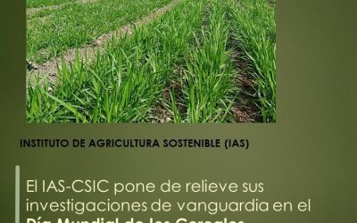 El IAS-CSIC pone de relieve sus investigaciones de vanguardia en el Día Mundial de los Cereales