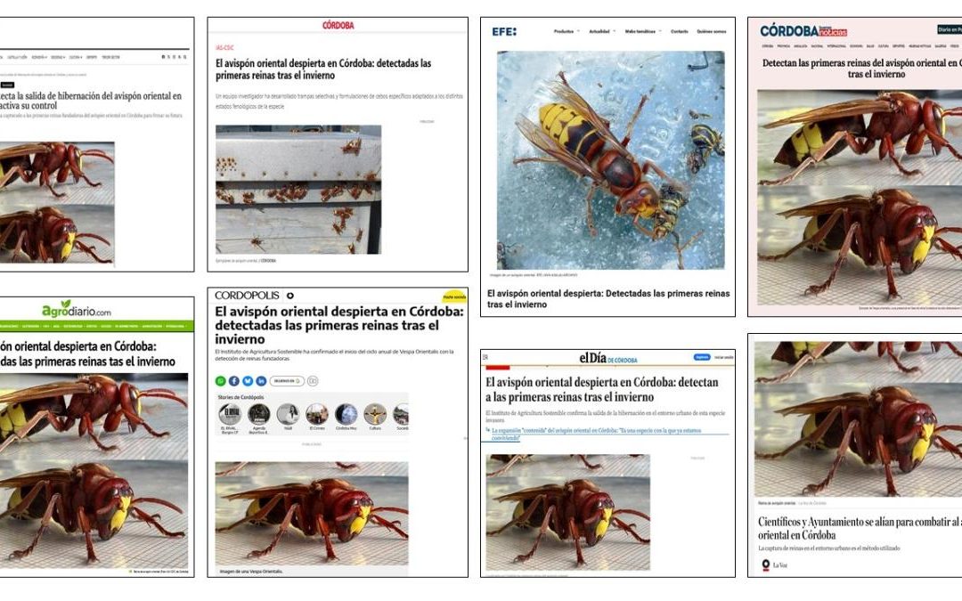 Seguimiento noticia: El avispón oriental despierta en Córdoba: Detectadas las primeras reinas tras el invierno