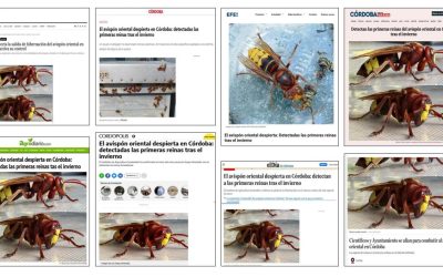 Seguimiento noticia: El avispón oriental despierta en Córdoba: Detectadas las primeras reinas tras el invierno