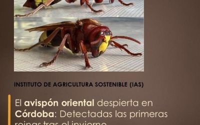 El avispón oriental despierta en Córdoba: Detectadas las primeras reinas tras el invierno