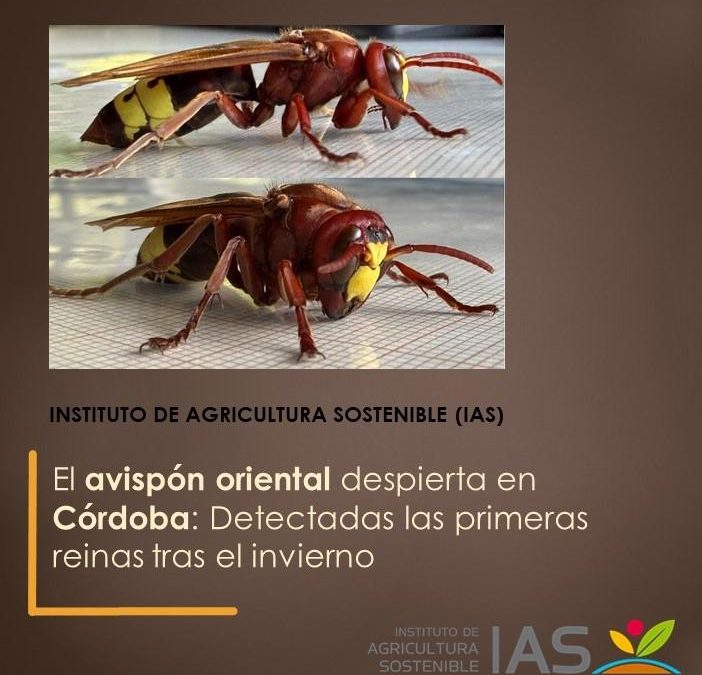 El avispón oriental despierta en Córdoba: Detectadas las primeras reinas tras el invierno