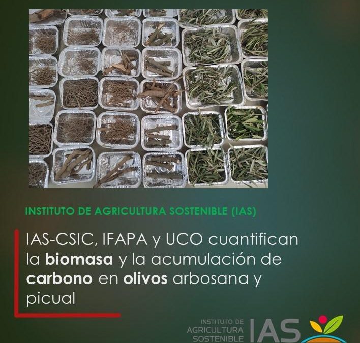 IAS-CSIC, IFAPA y UCO cuantifican la biomasa y la acumulación de carbono en olivos arbosana y picual