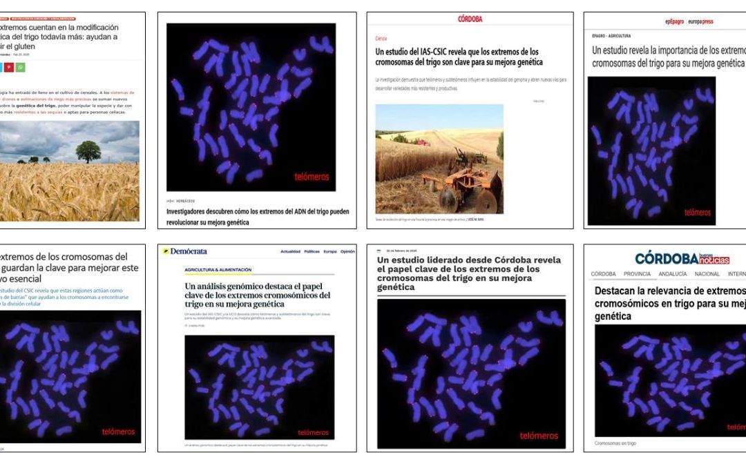 Seguimiento Noticia: Un estudio revela la importancia de los extremos de los cromosomas del trigo para su mejora genética