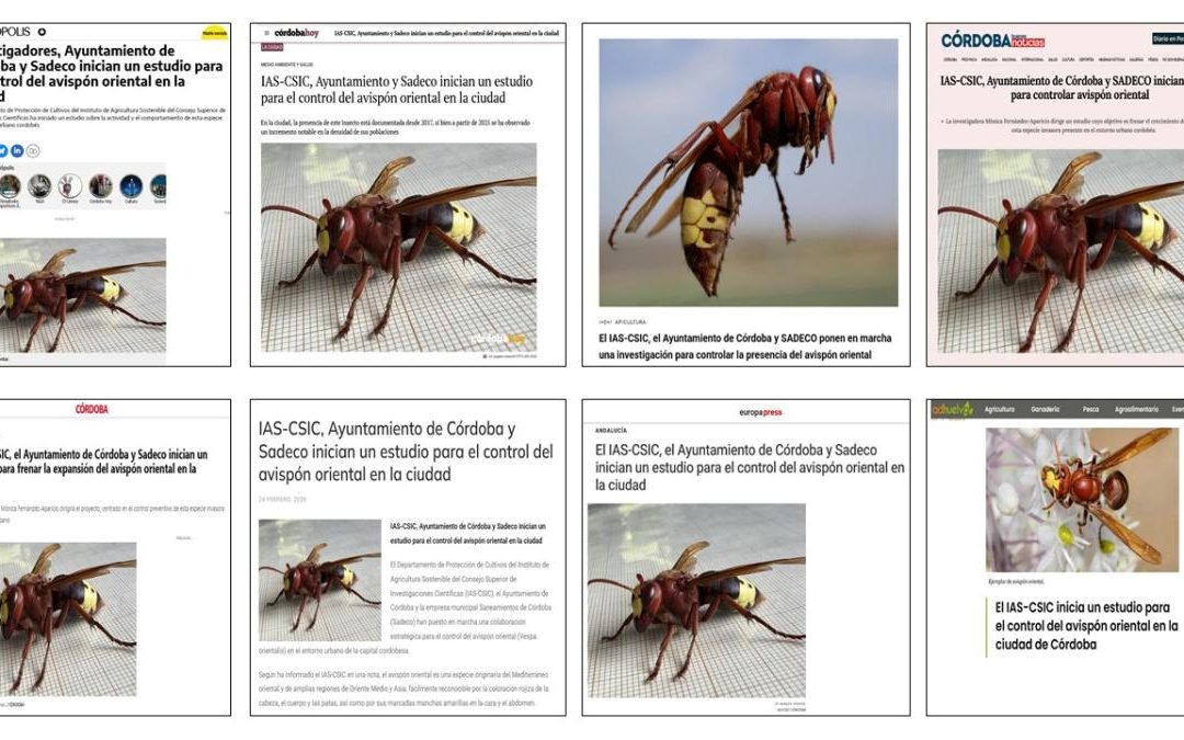 Seguimiento noticia: El IAS-CSIC, el Ayuntamiento de Córdoba y SADECO inician un estudio para el control del avispón oriental en la ciudad