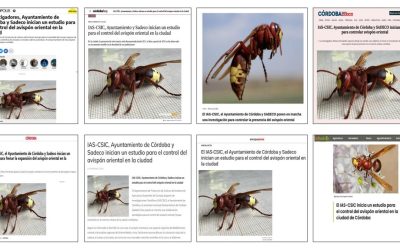 Seguimiento noticia: El IAS-CSIC, el Ayuntamiento de Córdoba y SADECO inician un estudio para el control del avispón oriental en la ciudad