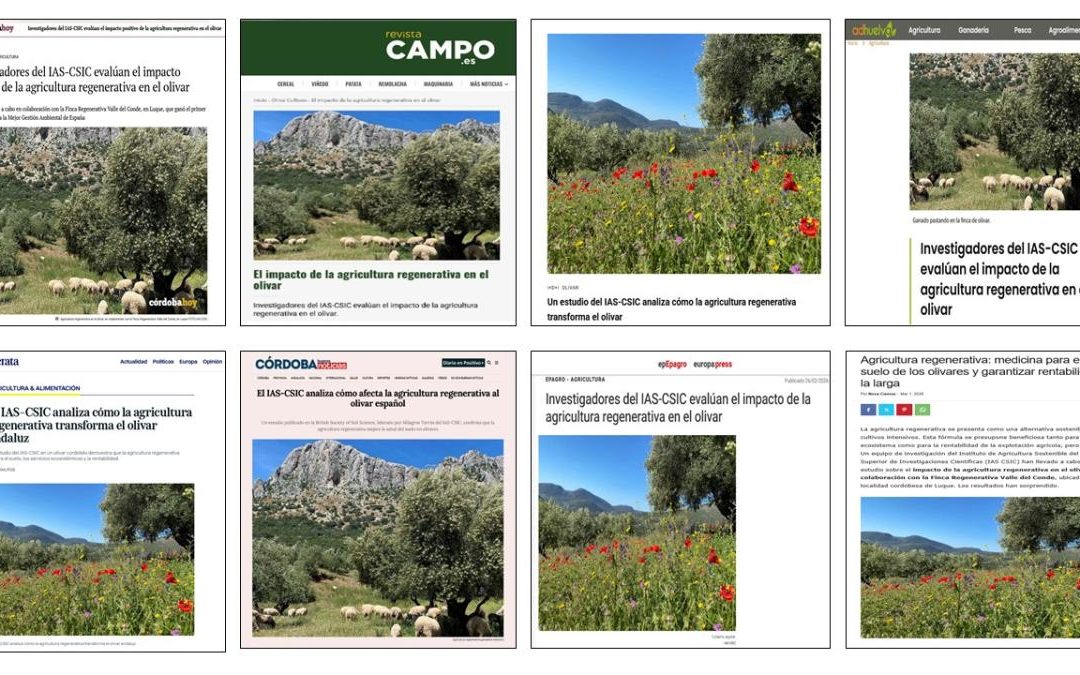 Seguimiento noticia: Investigadores del IAS-CSIC evalúan el impacto de la agricultura regenerativa en el olivar