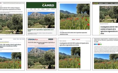 Seguimiento noticia: Investigadores del IAS-CSIC evalúan el impacto de la agricultura regenerativa en el olivar