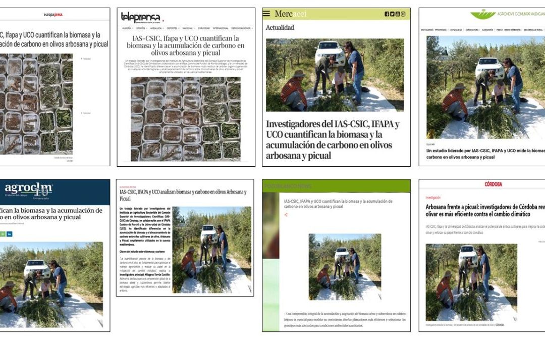 Seguimiento noticia: IAS-CSIC, IFAPA y UCO cuantifican la biomasa y la acumulación de carbono en olivos arbosana y picual