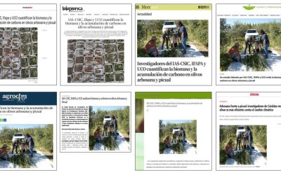 Seguimiento noticia: IAS-CSIC, IFAPA y UCO cuantifican la biomasa y la acumulación de carbono en olivos arbosana y picual