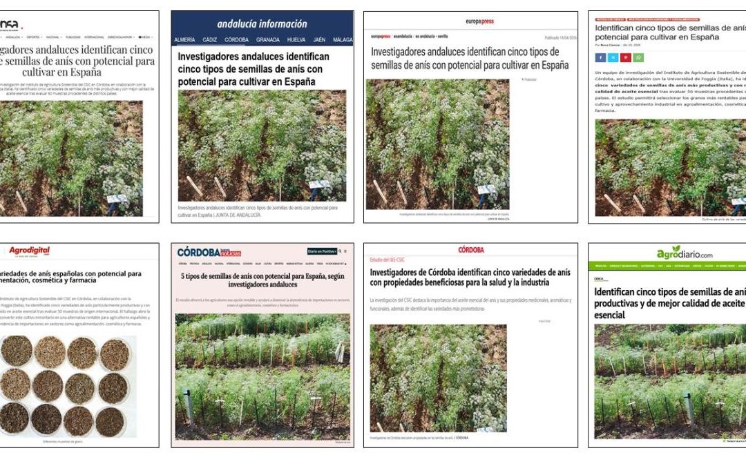 Seguimiento noticia: Identifican cinco variedades de semillas de anís con potencial para impulsar su cultivo en España