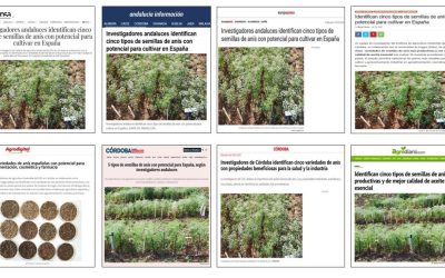 Seguimiento noticia: Identifican cinco variedades de semillas de anís con potencial para impulsar su cultivo en España