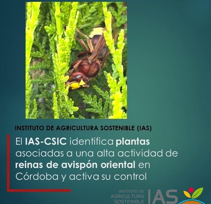 El IAS-CSIC identifica plantas asociadas a una alta actividad de reinas de avispón oriental en Córdoba y activa su control