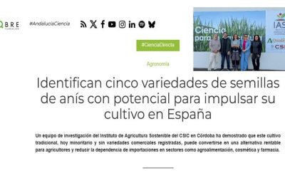 Identifican cinco variedades de semillas de anís con potencial para impulsar su cultivo en España