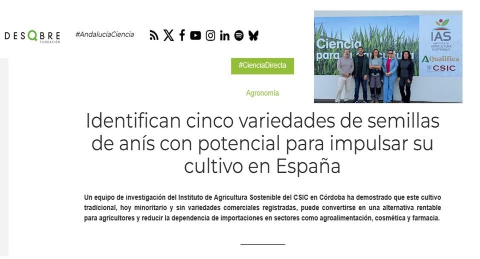 Identifican cinco variedades de semillas de anís con potencial para impulsar su cultivo en España