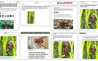 Seguimiento noticia: El IAS-CSIC identifica plantas asociadas a una alta actividad de reinas de avispón oriental en Córdoba y activa su control