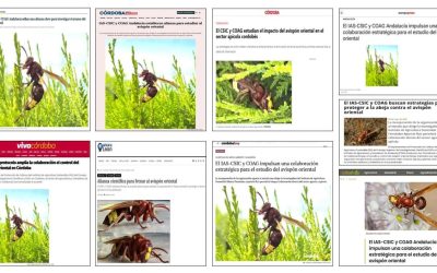 Seguimiento noticia: El IAS-CSIC y COAG Andalucía impulsan una colaboración estratégica para el estudio del avispón oriental