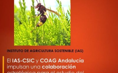 El IAS-CSIC y COAG Andalucía impulsan una colaboración estratégica para el estudio del avispón oriental