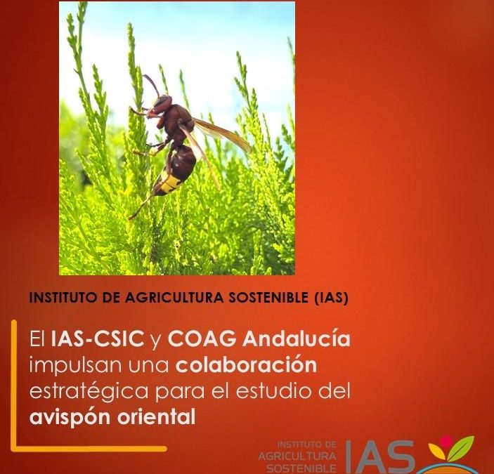 El IAS-CSIC y COAG Andalucía impulsan una colaboración estratégica para el estudio del avispón oriental