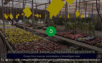 Científicos andaluces crean tres variedades de olivo más resistentes a los hongos – Canal Sur Televisión – Raúl de la Rosa